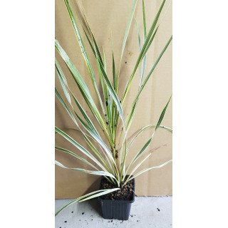 Cordyline australis 'Torbay Dazzler' / Cordyline australe 'Torbay Dazzler'