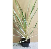 Cordyline australis 'Torbay Dazzler' / Cordyline australe 'Torbay Dazzler'