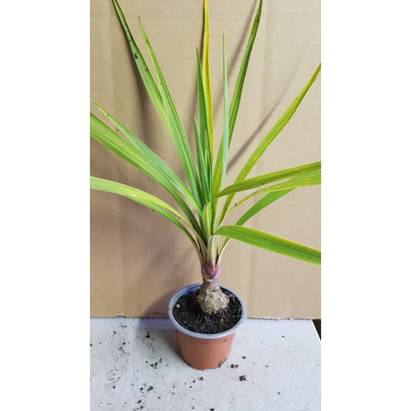 Cordyline australis 'Peko' cov / Cordyline Faux-Dracaena