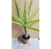 Cordyline australis 'Peko' cov / Cordyline Faux-Dracaena