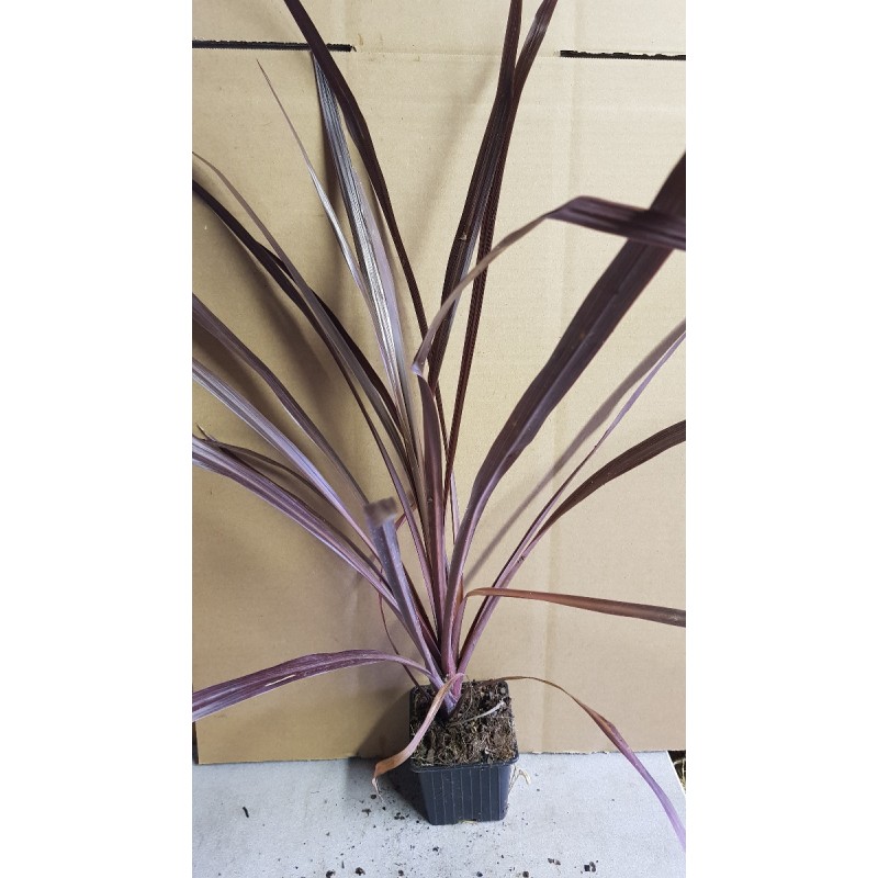 Cordyline australis 'Black Knight'