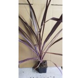 Cordyline australis 'Black Knight'