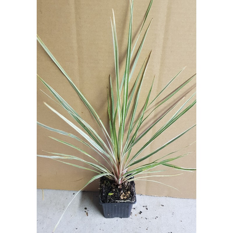 Cordyline australis 'Pink Champagne'