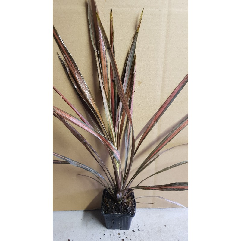 Cordyline australis 'Coral'