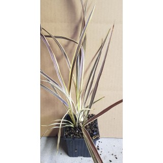 Cordyline x banksii ELECTRIC FLASHÂ® 'Sprilecflash'