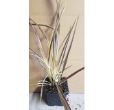 Cordyline x banksii ELECTRIC FLASHÂ® 'Sprilecflash'