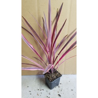 Cordyline x banksii 'Paso Doble'Â®