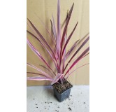 Cordyline x banksii 'Paso Doble'Â®