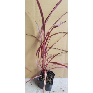 Cordyline x banksii 'Salsa'Â®