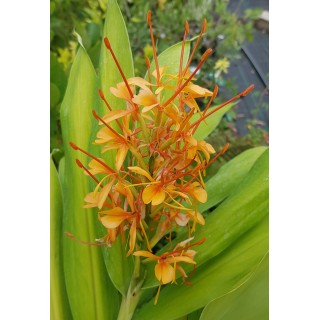 Hedychium coccineum 'Tara' / Longose rouge