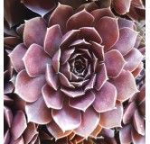 Sempervivum chick charms Â® 'Chocolate kiss' / Joubarbe Ã  rosette couleur chocolat