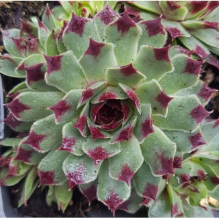 Sempervivum Chick CharmsÂ® 'Mint Marvel' / Joubarbe verte menthe Ã  bords rouges