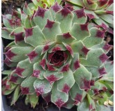 Sempervivum Chick CharmsÂ® 'Mint Marvel' / Joubarbe verte menthe Ã  bords rouges