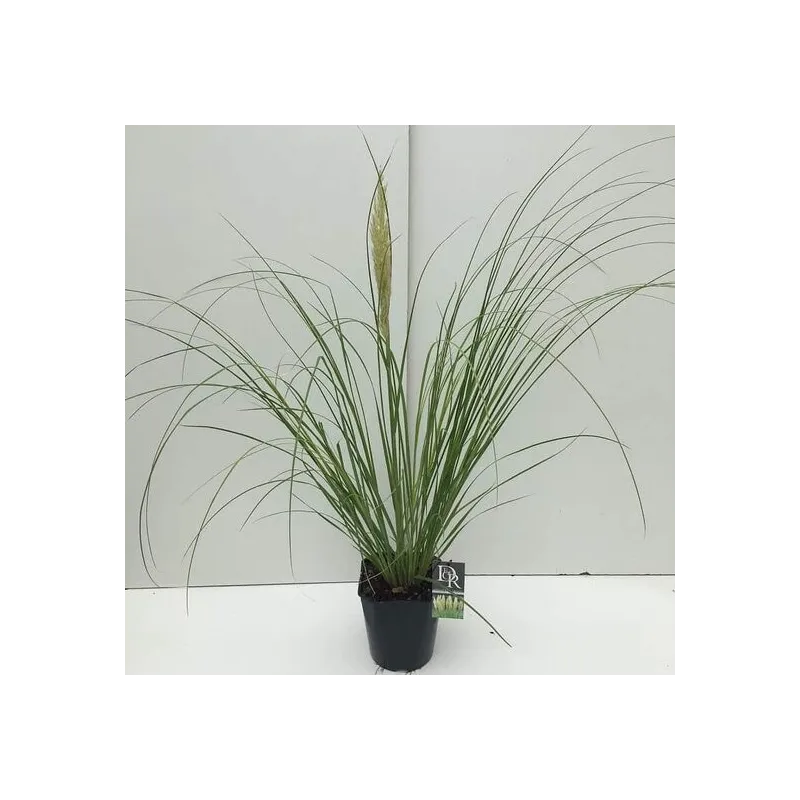 Cortaderia selloana Mini Pampas - pot 5 ltr