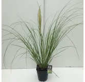 Cortaderia selloana Mini Pampas - pot 5 ltr