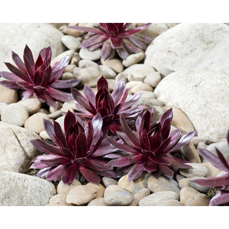 Sempervivum chick charms Â® 'Cherries Jubileeâ„¢' / Joubarbe rouge cerise