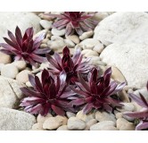 Sempervivum chick charms Â® 'Cherries Jubileeâ„¢' / Joubarbe rouge cerise