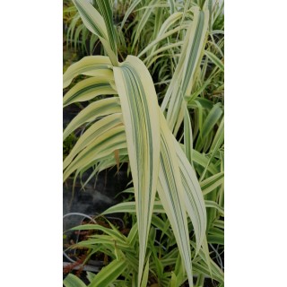 Arundo donax 'Ely' / Canne de Provence Naine