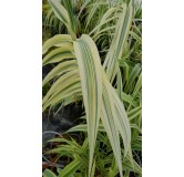 Arundo donax 'Ely' / Canne de Provence Naine