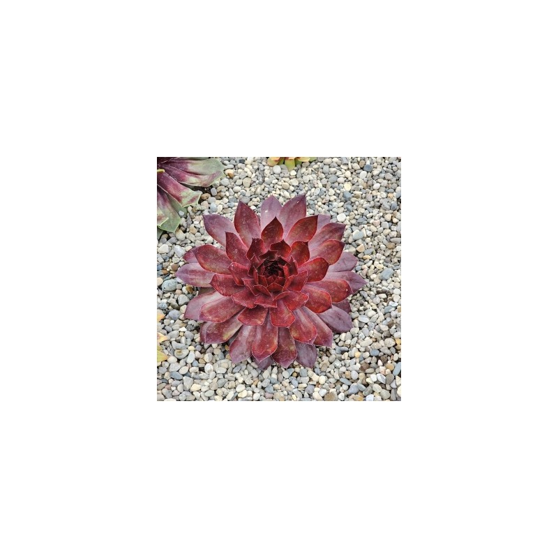 Sempervivum CHICK CHARMSÂ® GIANTS 'Copper Canyon'Â®