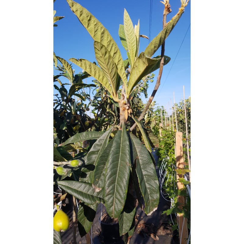 Eriobotrya japonica 'Amadeo' (De Greffe) / NÃ©flier du Japon