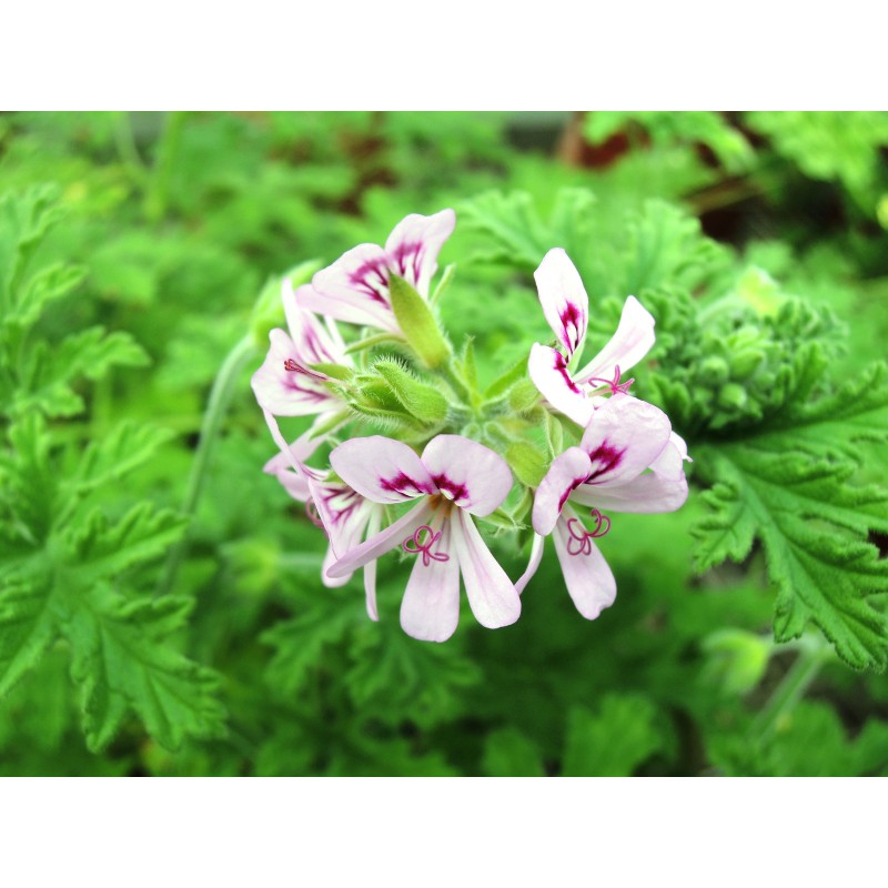 Pelargonium graveolens / GÃ©ranium au parfum de rose