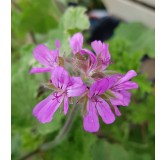 Pelargonium 'Atomic Snowflake' / GÃ©ranium au parfum de citron