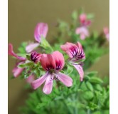 Pelargonium blandfordianum 'Roseum Clifford' / GÃ©ranium au parfum d'Absinthe