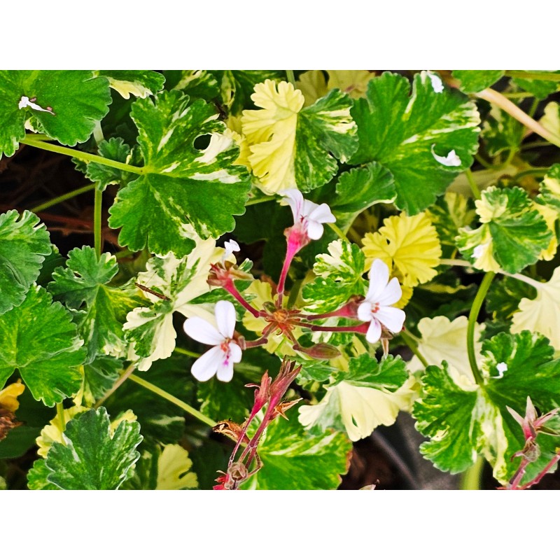 Pelargonium x fragrans 'White' / GÃ©ranium au parfum d'eucalyptus