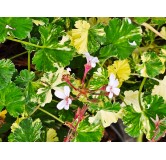 Pelargonium x fragrans 'White' / GÃ©ranium au parfum d'eucalyptus