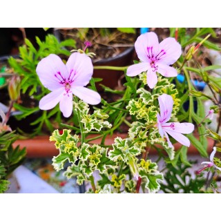 Pelargonium crispum 'Variegatum' / GÃ©ranium au parfum de pamplemousse