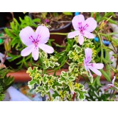 Pelargonium crispum 'Variegatum' / GÃ©ranium au parfum de pamplemousse