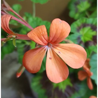 Pelargonium 'Gazelle' / GÃ©ranium Zonal panachÃ©