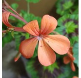 Pelargonium 'Gazelle' / GÃ©ranium Zonal panachÃ©