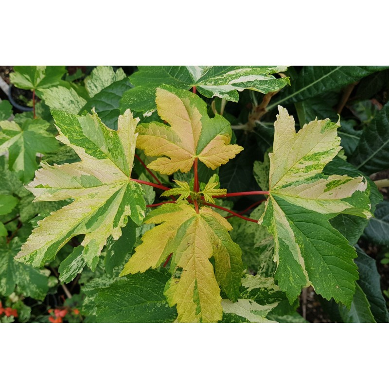 Acer pseudoplatanus (De Type) 'Simon Louis FrÃ¨res' (De semis)