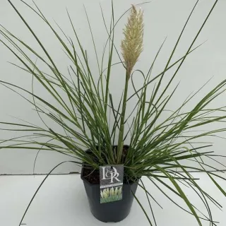 Cortaderia selloana Mini Pampas - pot 5 ltr