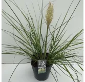 Cortaderia selloana Mini Pampas - pot 5 ltr