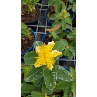 Hypericum calycinum / Millepertuis Ã  grandes fleurs
