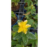 Hypericum calycinum / Millepertuis Ã  grandes fleurs