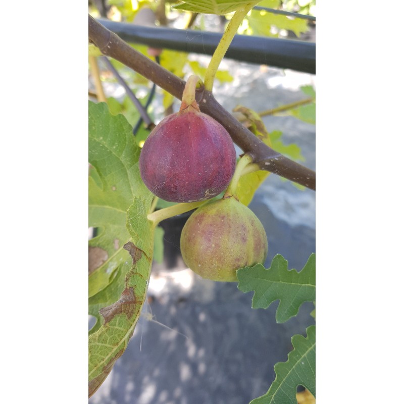 Ficus carica 'Ice Crystal' / Figuier 'Ice Crystal'