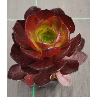 Semponium SURREALÂ® Vortex