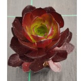 Semponium SURREALÂ® Vortex
