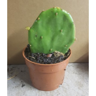 Opuntia stricta / Oponce stricte