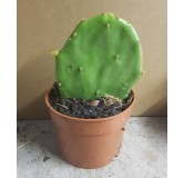 Opuntia stricta / Oponce stricte