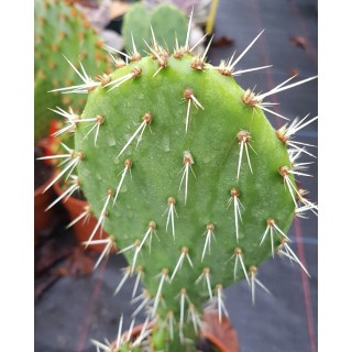 Opuntia littoralis / Oponce du littoral