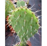 Opuntia littoralis / Oponce du littoral