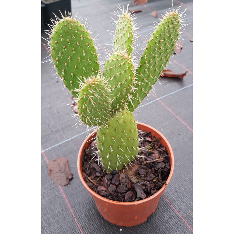 Opuntia leucotricha / Oponce poilue