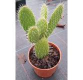 Opuntia leucotricha / Oponce poilue