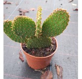 Opuntia macrocalyx / Opuntia Ã  marge rouge