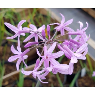 Tulbaghia violacea / Ail violet dâ€™Afrique du sud
